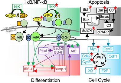 What Will B Will B: Identifying Molecular Determinants of Diverse B-Cell Fate Decisions Through Systems Biology